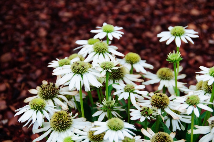 'Snow Cone' - Echinacea (Coneflower) from Roots Garden Center Inc