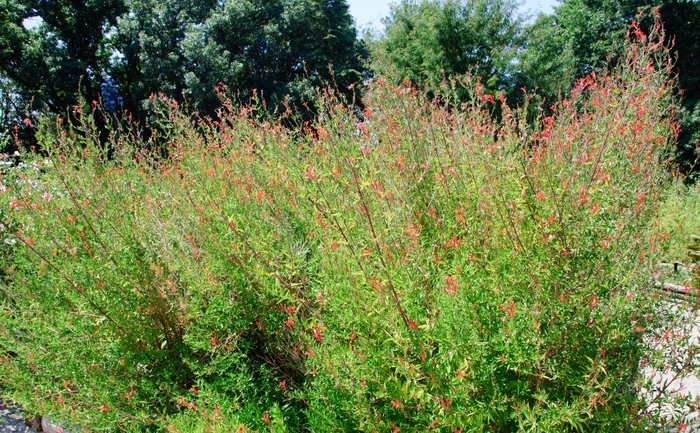 Flame Acanthus - Anisacanthus quadrifidus var. wrightii from Roots Garden Center Inc