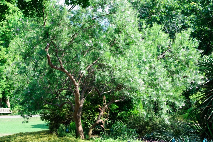 Desert Willow - Chilopsis linearis from Roots Garden Center Inc