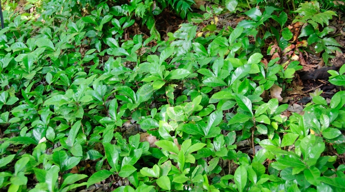 Ardesia Japonica - Marlberry from Roots Garden Center Inc