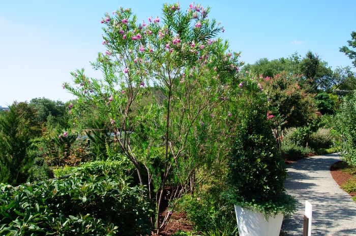 'Bubba' Desert Willow - Chilopsis linearis from Roots Garden Center Inc