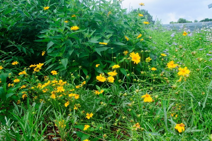 Lanceleaf Coreopsis - Coreopsis lanceolata from Roots Garden Center Inc