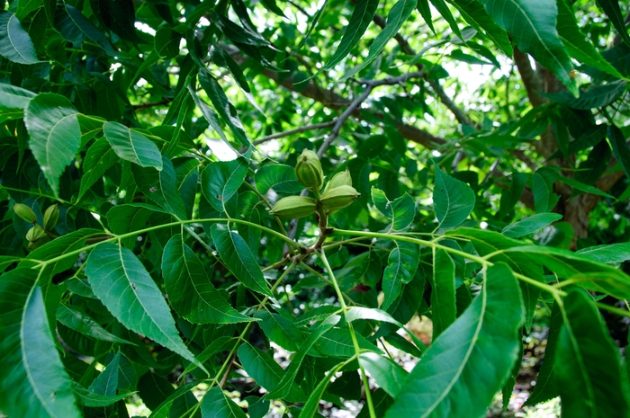 'Choctaw' Hardy Pecan - Carya illinoinensis from Roots Garden Center Inc