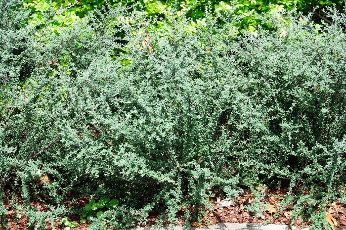 Grayleaf Cotoneaster - Cotoneaster glaucophyllus from Roots Garden Center Inc