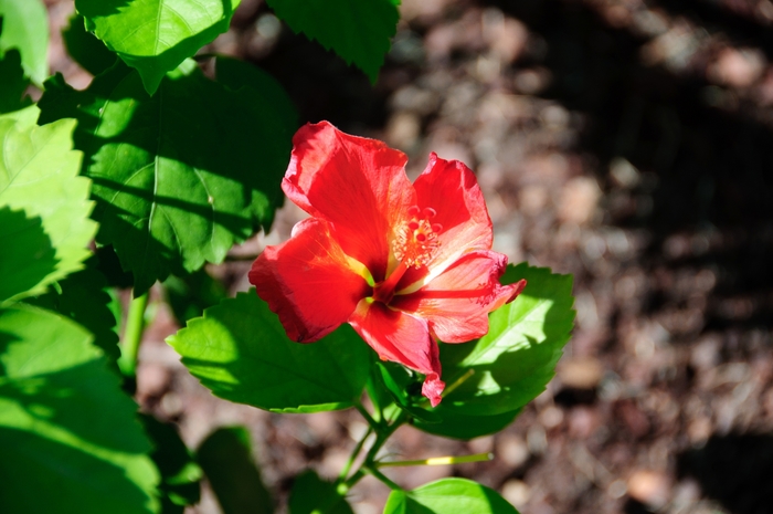 Tradewinds™ 'Mandarin Wind' - Hibiscus rosa-sinensis (Tropical Hibiscus) from Roots Garden Center Inc
