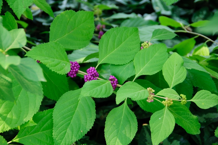 Beautyberry - Callicarpa americana from Roots Garden Center Inc