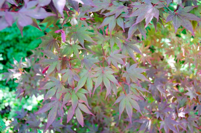 Fireglow Japanese Maple - Acer palmatum from Roots Garden Center Inc