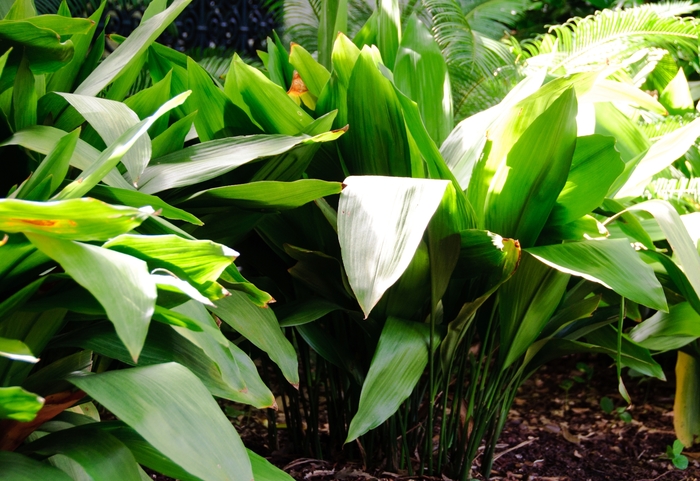 Cast Iron Plant - Aspidistra elatior from Roots Garden Center Inc