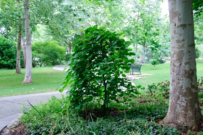 'Traveller' Weeping Redbud - Cercis canadensis var. texensis from Roots Garden Center Inc
