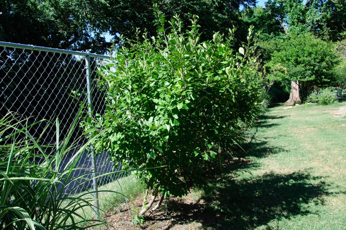 Possumhaw Holly - Ilex decidua from Roots Garden Center Inc