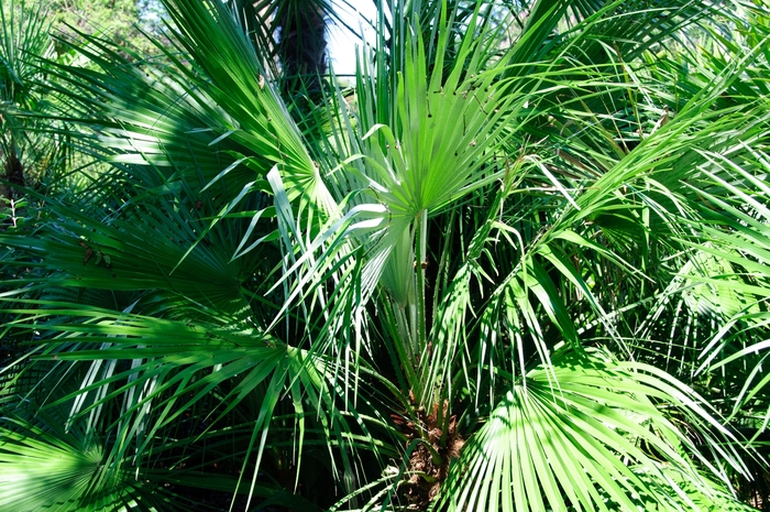 European Fan Palm - Chamaerops humilis from Roots Garden Center Inc
