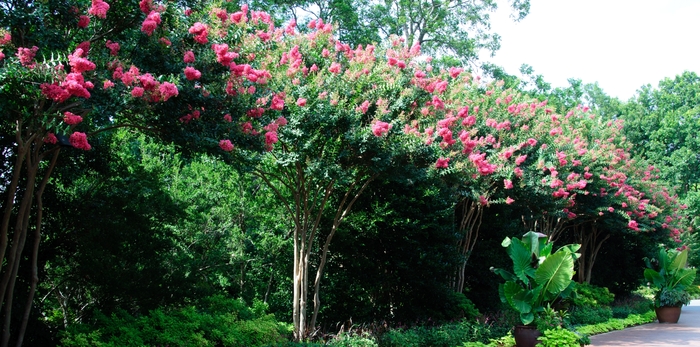'Tuscarora' Crapemyrtle - Lagerstroemia indica x fauriei from Roots Garden Center Inc