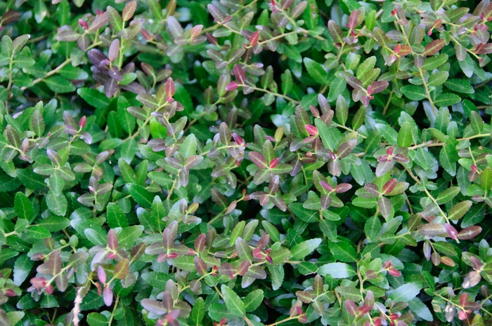'Bordeaux®' Dwarf Yaupon Holly - Ilex vomitoria from Roots Garden Center Inc