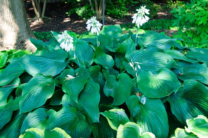'Blue Angel' Hosta, Plantain Lily - Hosta from Roots Garden Center Inc