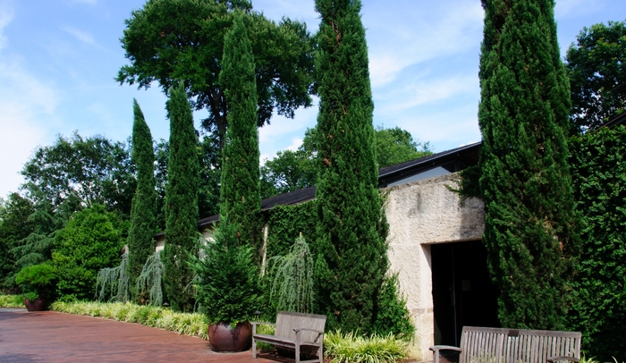 Italian Cypress - Cupressus sempervirens from Roots Garden Center Inc