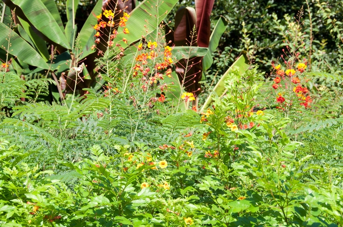 Pride of Barbados - Caesalpinia pulcherrima from Roots Garden Center Inc