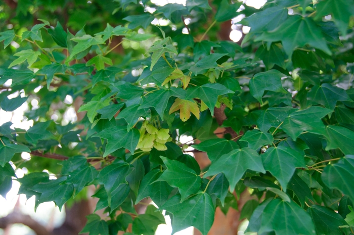 Trident Maple - Acer buergerianum from Roots Garden Center Inc