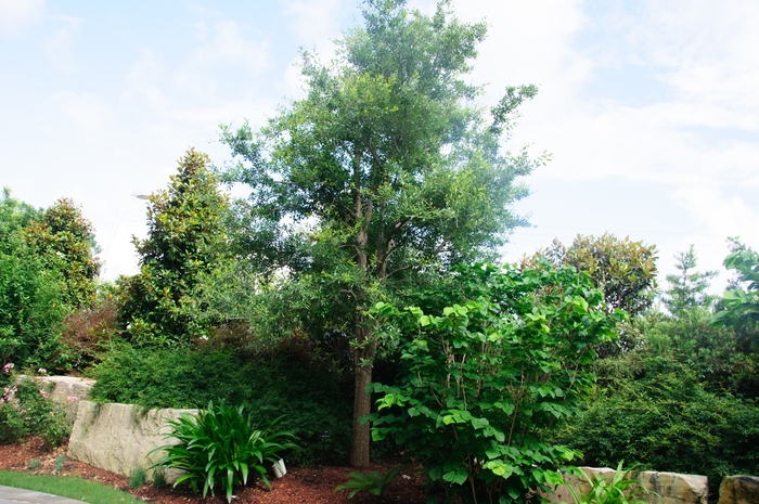 Live Oak - Quercus virginiana from Roots Garden Center Inc
