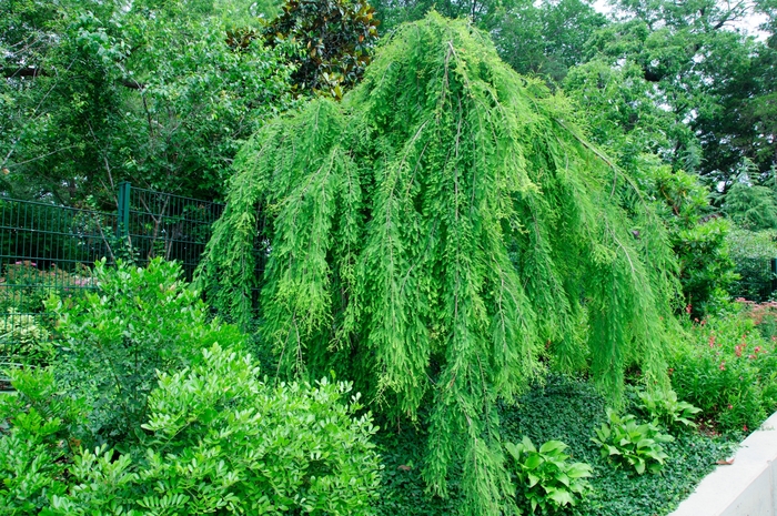 'Falling Waters' Weeping Bald Cypress - Taxodium distichum from Roots Garden Center Inc