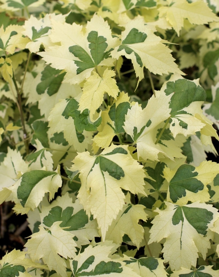 'Bella Deep Coral' - Abutilon (Flowering Maple) from Roots Garden Center Inc
