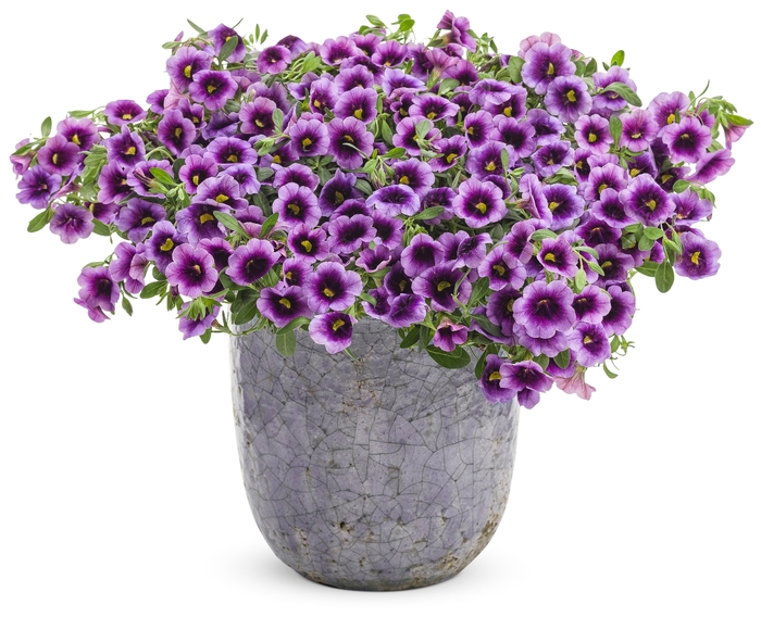 Superbells® Blue Moon Punch™ - Calibrachoa hybrid from Roots Garden Center Inc