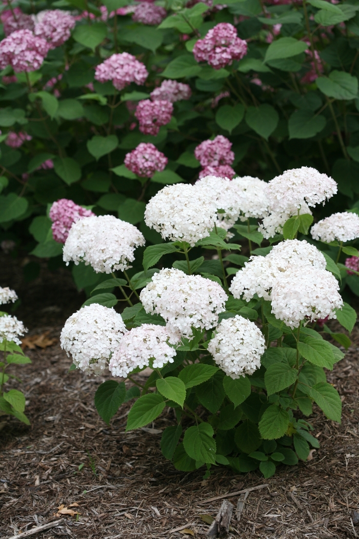 Invincibelle Wee White® - Hydrangea arborescens from Roots Garden Center Inc
