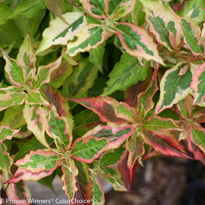 My Monet® 'Sunset' - Weigela florida from Roots Garden Center Inc