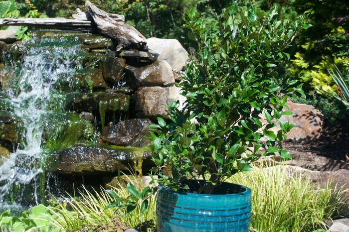 'Recurvifolium' Curled-Leaf Privet - Ligustrum japonicum from Roots Garden Center Inc