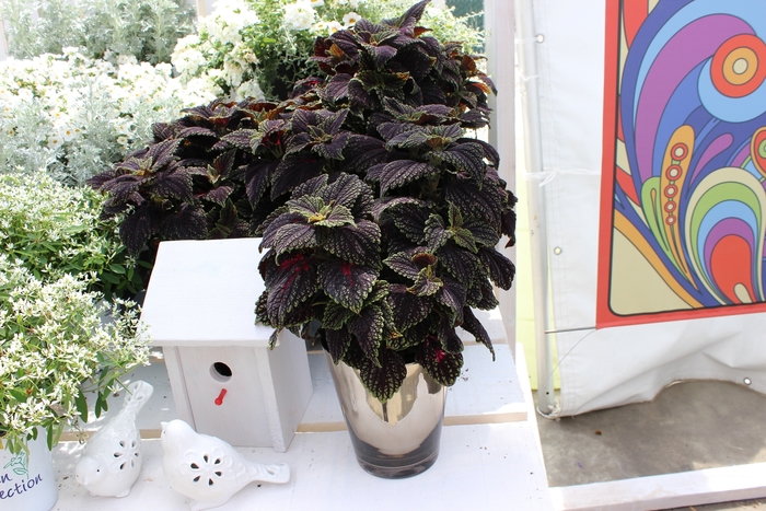 Abbey Road Coleus - Coleus 'Abbey Road' from Roots Garden Center Inc