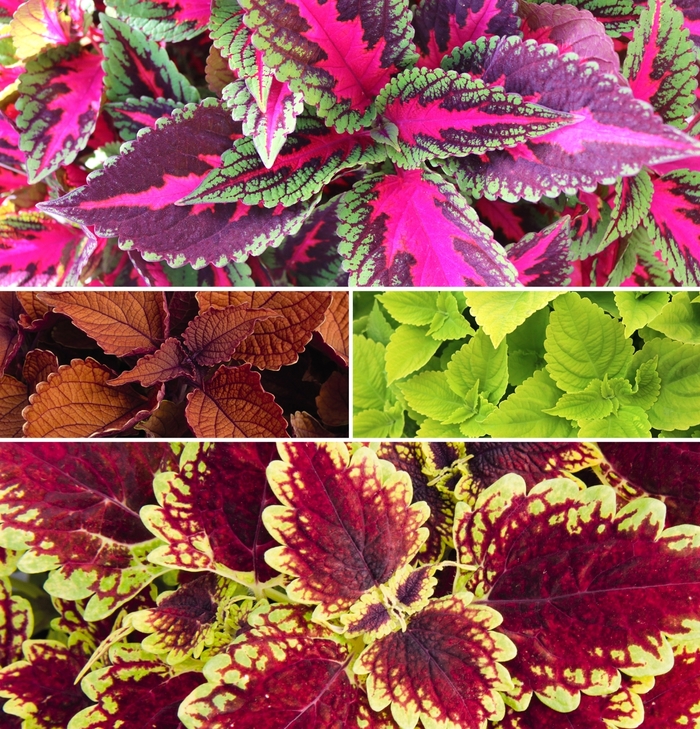Main Street Coleus - Multiple Varieties from Roots Garden Center Inc