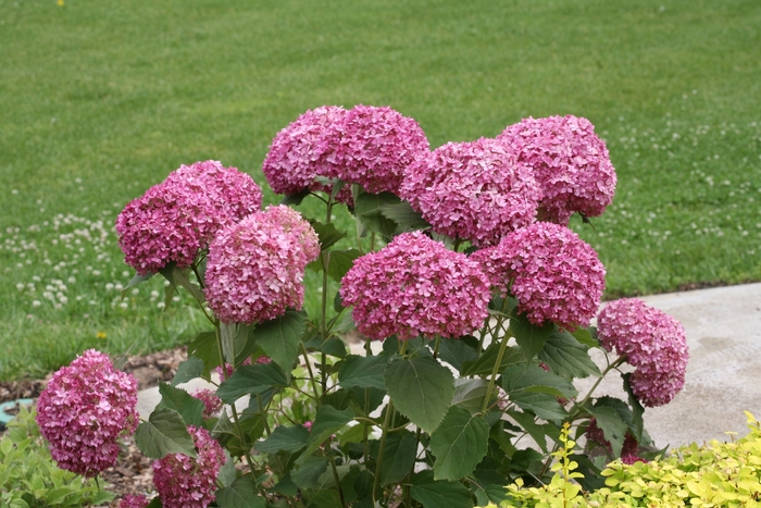 'Invincibelle Mini Mauvette®' Smooth Hydrangea - Hydrangea arborescens from Roots Garden Center Inc