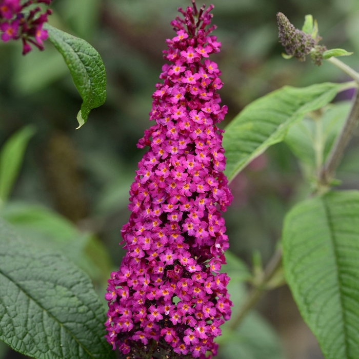 'CranRazz™' Butterfly Bush - Buddleia from Roots Garden Center Inc