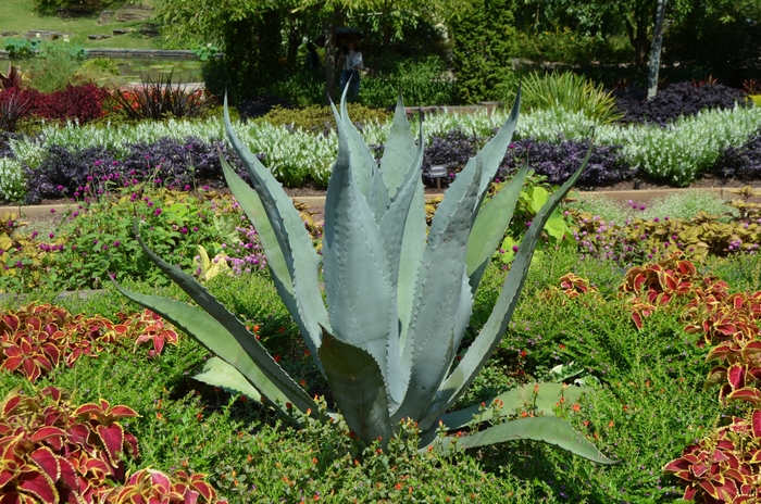 Century Plant - Agave americana from Roots Garden Center Inc