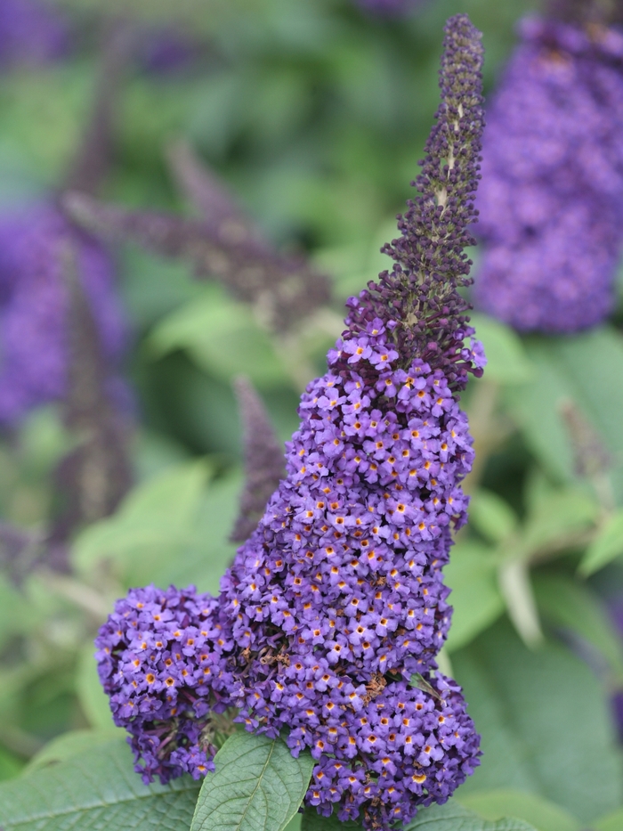 'Pugster Blue®' Butterfly Bush - Buddleia from Roots Garden Center Inc
