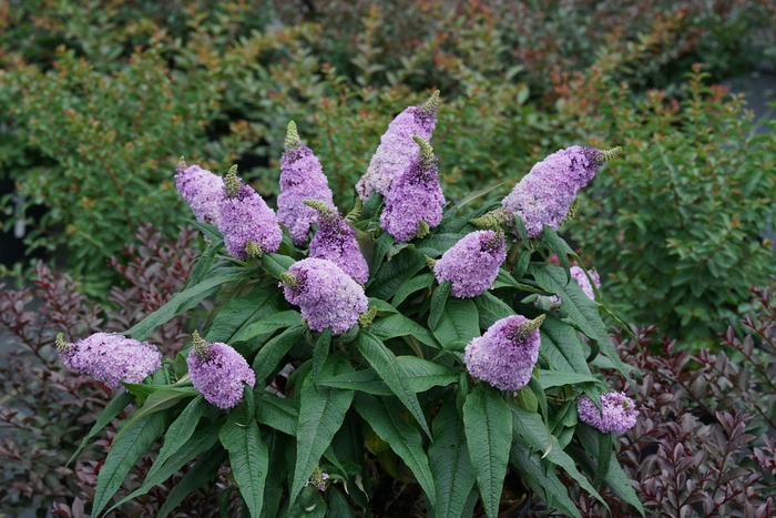 Pugster® Amethyst - Buddleia x from Roots Garden Center Inc