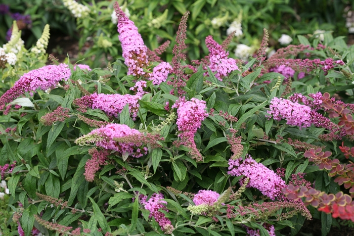 Pugster Pink® Butterfly Bush - Buddleia 'SMNBDPT' from Roots Garden Center Inc