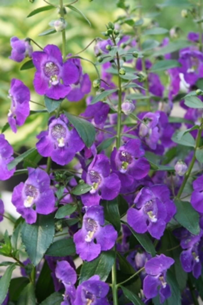 Angelonia 'Angelface™ Blue - Summer Snapdragon from Roots Garden Center Inc