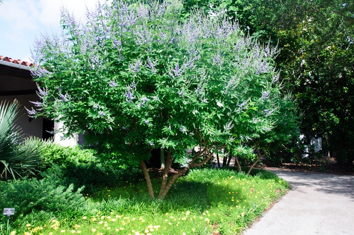 'Shoal Creek' Chaste Tree - Vitex agnus-castus from Roots Garden Center Inc