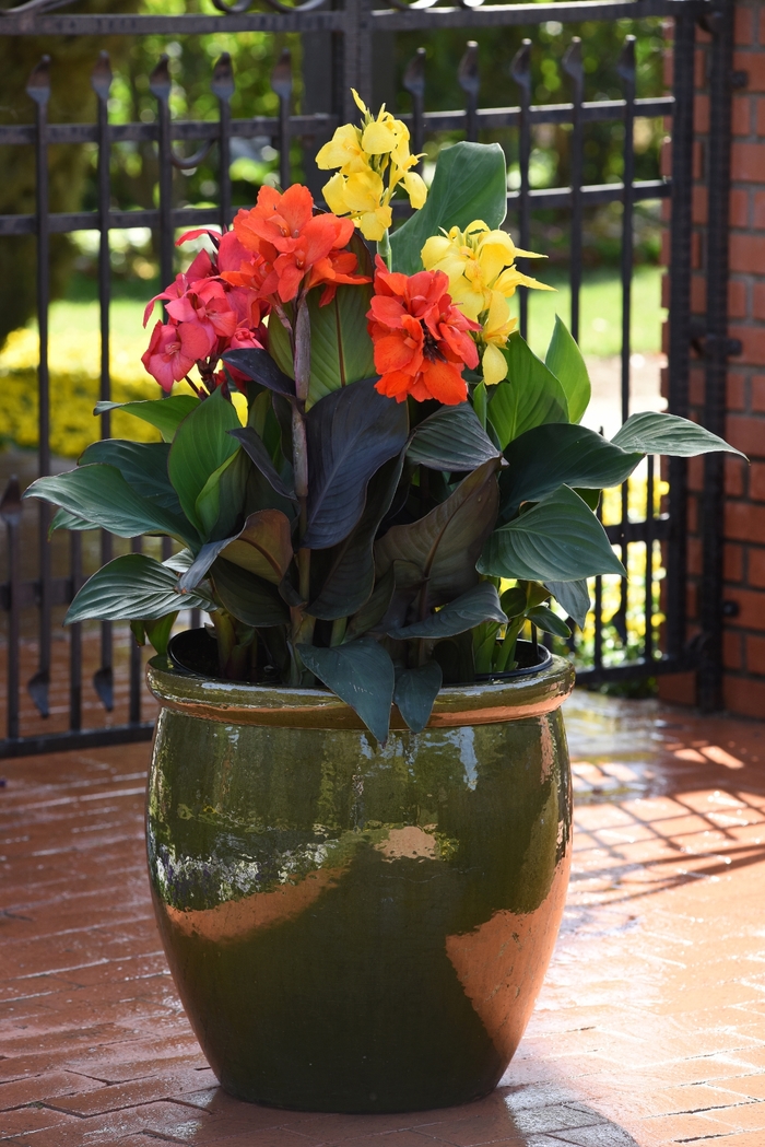 Cannova® 'Bronze Orange' - Canna x generalis (Canna Lily) from Roots Garden Center Inc