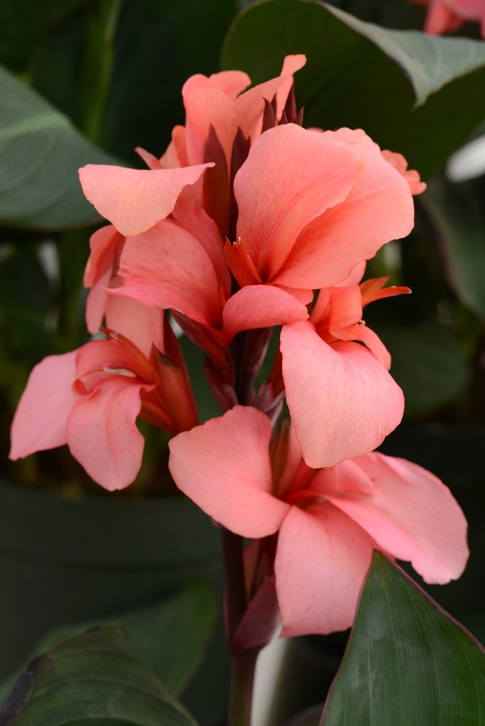 Cannova® 'Mango' - Canna x generalis (Canna Lily) from Roots Garden Center Inc