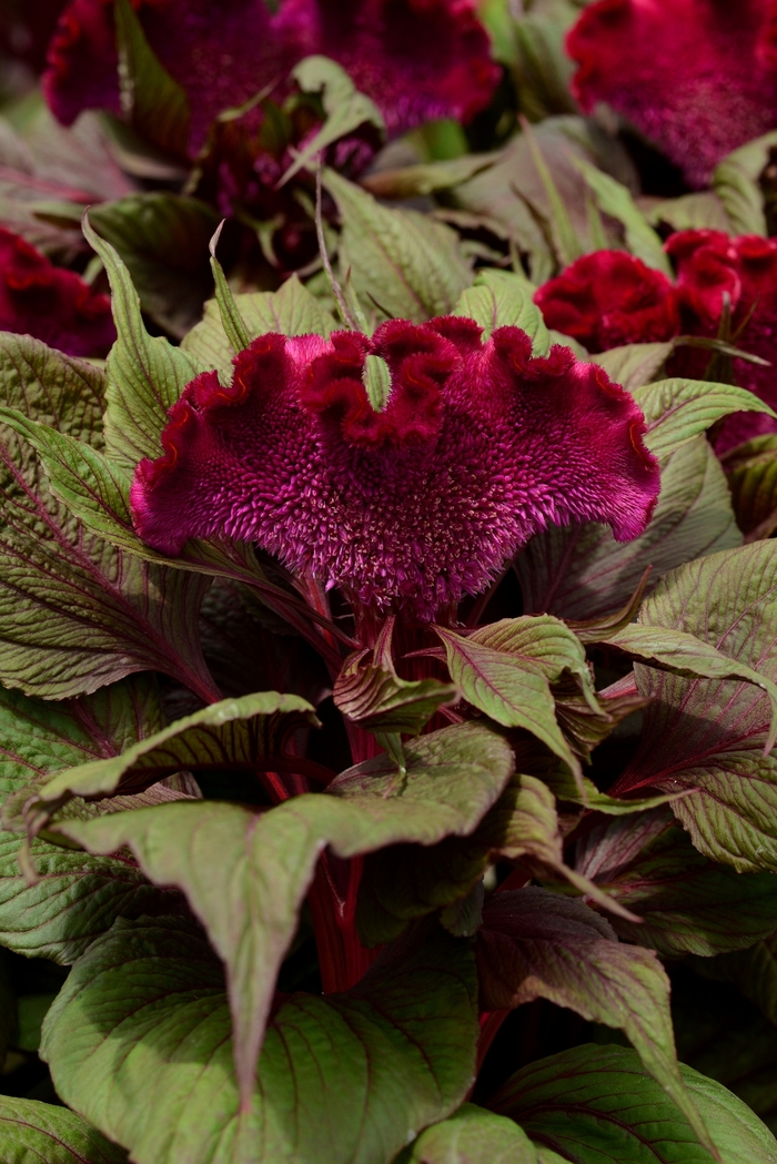 'Dracula' Cockscomb - Celosia cristata from Roots Garden Center Inc