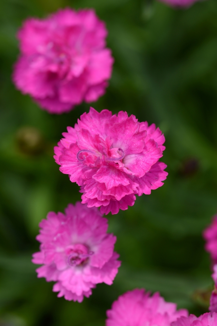 Mountain Frost™ 'Pink PomPom' - Dianthus (China Pinks, Cheddar Pinks) from Roots Garden Center Inc