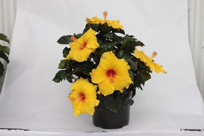 HibisQs® Multi-Tropic Yellow - Hibiscus from Roots Garden Center Inc