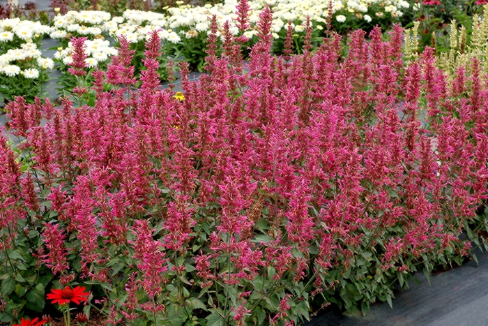 'Morello' - Agastache hybrid from Roots Garden Center Inc