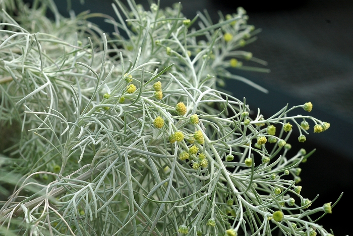 Makana™ 'Silver' - Artemisia mauiensis (Wormwood) from Roots Garden Center Inc
