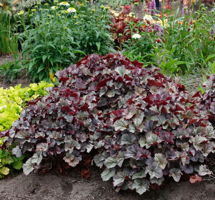 Northern Exposure™ 'Silver' - Heuchera (Coral Bells) from Roots Garden Center Inc