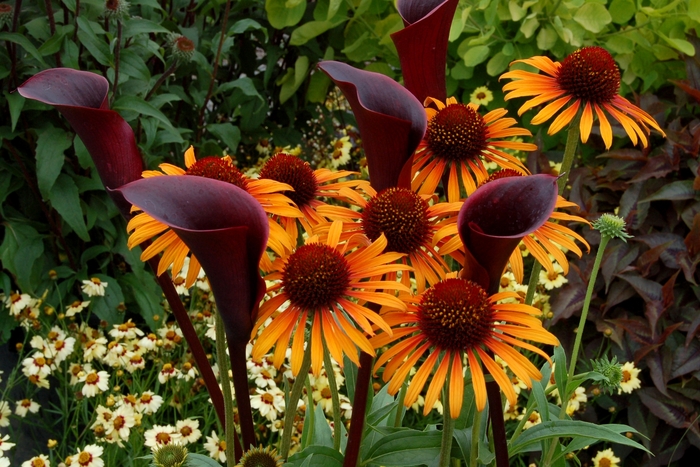 Prairie Pillars™ 'Flame Thrower' - Echinacea (Coneflower) from Roots Garden Center Inc