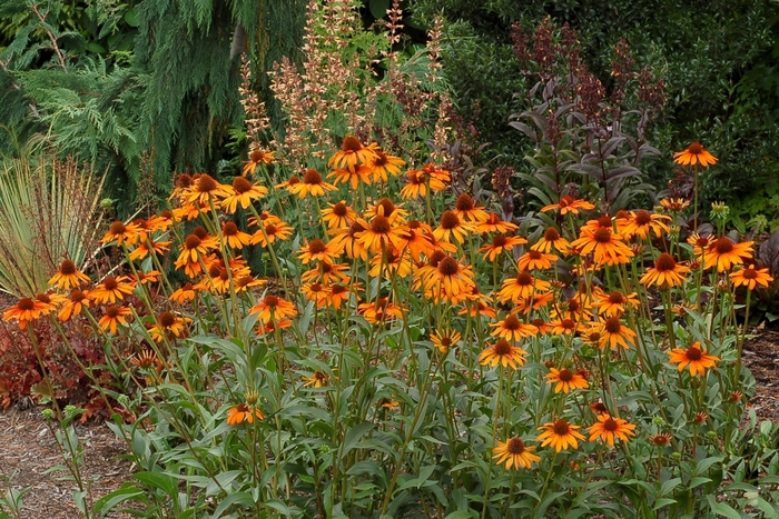 Prairie Pillars™ ''Tiki Torch'' - Echinacea (Coneflower) from Roots Garden Center Inc
