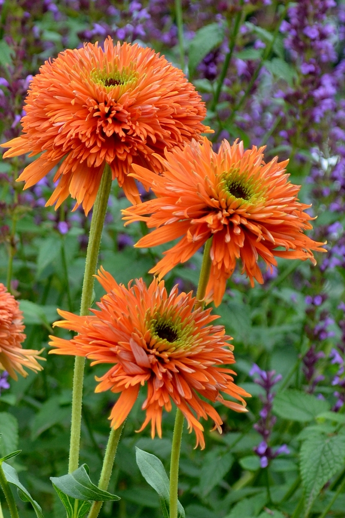 Colorburst™ Orange - Echinacea ''Orange'' PP24524 (Coneflower) from Roots Garden Center Inc