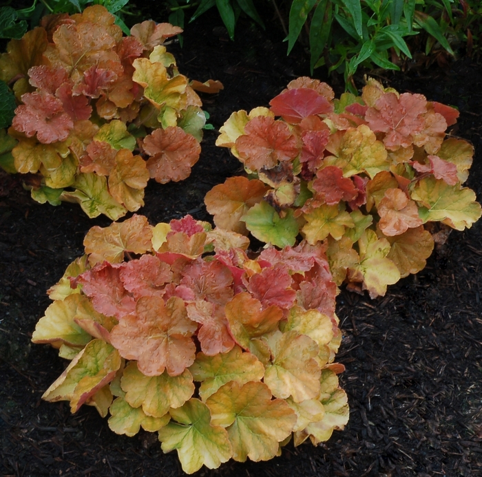 Northern Exposure™ 'Amber' - Heuchera (Coral Bells) from Roots Garden Center Inc